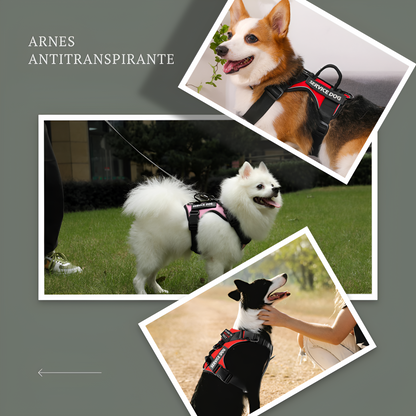 Arnés